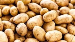 Potato - Image 1